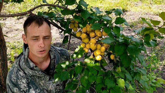 Абрикос "Горный Абакан" смотреть онлайн