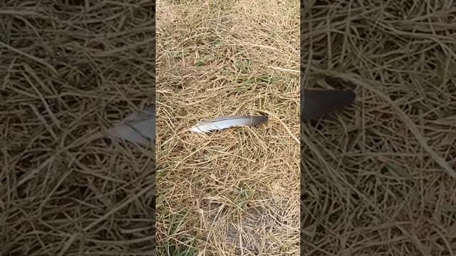 Сонник Перья во снах.mp4 смотреть онлайн