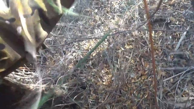 ОХОТА на фазана. Сезон в разгаре. (25-26 октября 2019г.) смотреть онлайн