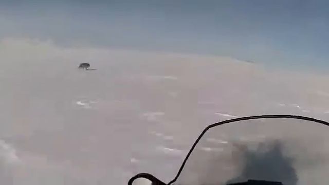 Охота на волков смотреть онлайн