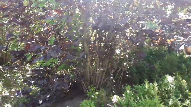 Питомник растений. Фундук и другие саженцы растений. смотреть онлайн