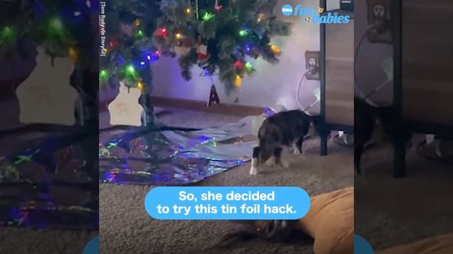 Tin foil hack helps keep cats away from Christmas trees смотреть онлайн