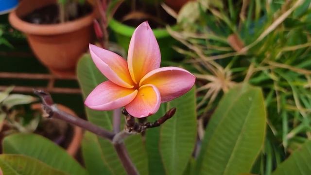 Pink Champa,Frangipani,Plumeria,Michelia,Champaka flower,pink,beautiful, scented,fragrant flowers смотреть онлайн