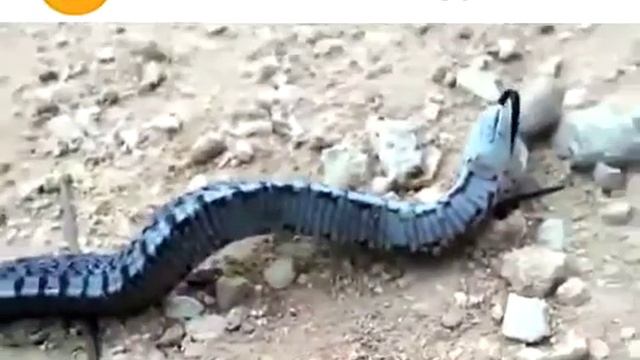 Змия смиюца смотреть онлайн
