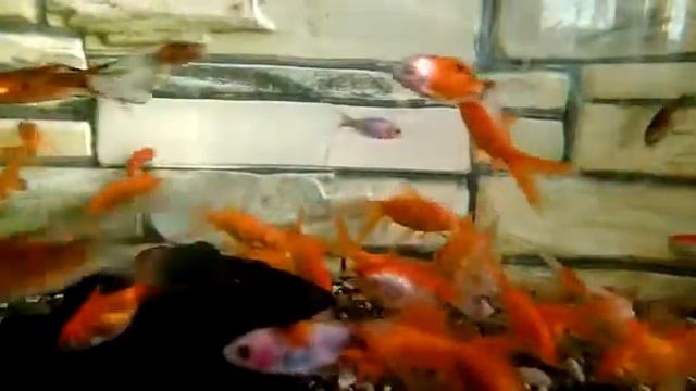 Золотые рыбки: Кометы красные и ситцевые и Риукин (рюкин) красный и красно-белый