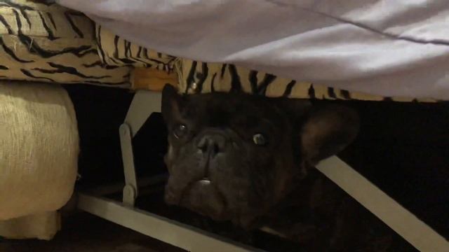 Французский бульдог Остин. Заводи свой Харлей? смотреть онлайн