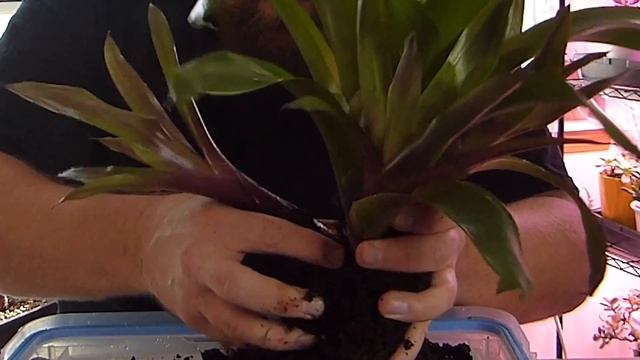 Bromeliad Propagation And Care