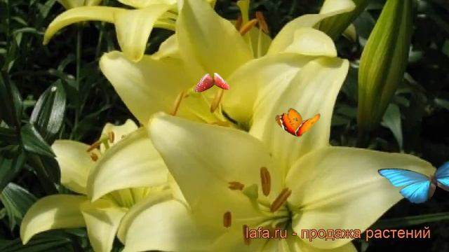 Лилия ла-гибрид Роял Фэнтези (lilium) ? Роял Фэнтези обзор: как сажать, луковицы лилии Роял Фэнтези смотреть онлайн