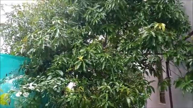 Nivar Cyclone- Vlog/ Water logging, Heavy rain, Fierce winds, Power shutdown, candle light pizza, смотреть онлайн