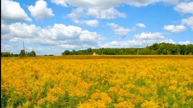 Опасные виды инвазивных растений - Золотарник канадский смотреть онлайн