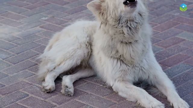 20 Foods That Will KILL Your Dog! Don't Feed This! смотреть онлайн