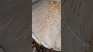 Белый груздь нужно вымачивать 2–3 дня.