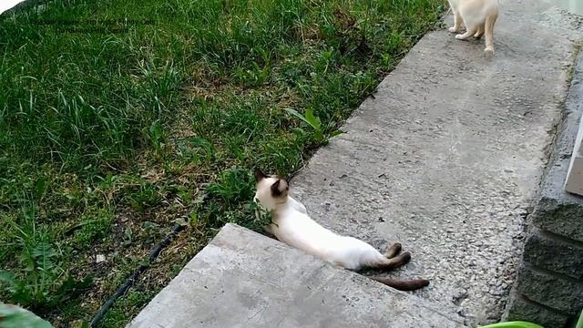 Как гуляют тайские котики Немо, Дориан и Лукас! Тайские кошки - это чудо! Funny Cats смотреть онлайн