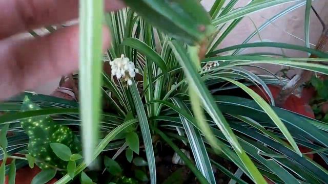 107-How to grow n use Hadjod (medicinal plant) /Cissus quadrangularis (Hindi/Urdu) смотреть онлайн