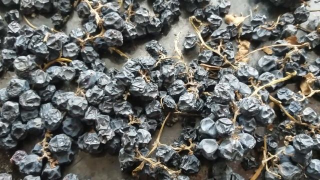 1814, Сушёный винград изабелла, Как сделать орловский изюм, сушка овощей, фруктов, трав, заготовка смотреть онлайн