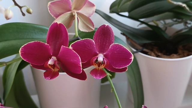 Что нового происходит у моих орхидей✅ What's new going on with my orchids смотреть онлайн