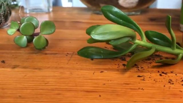 How to make a succulent garden - home or office in 3 mins. | Succulent Bowl | DIY Terrarium | Indoo смотреть онлайн