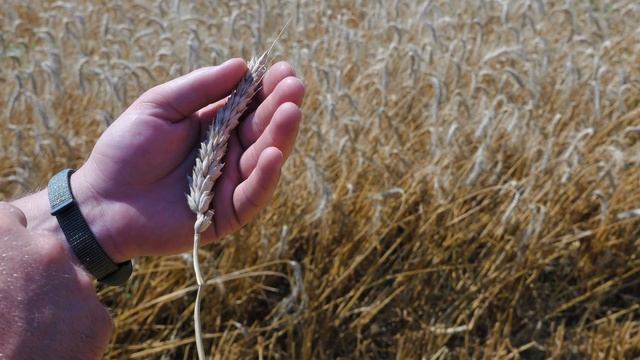 Збиральна кампанія озимої пшениці після використанням Yara Mila смотреть онлайн