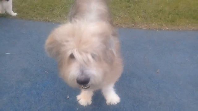 Пёс Тотоша и Роззи, австралийская овчаровашка бобтейл, красавица-соседка с канатиком-дразнилкой смотреть онлайн