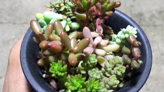 Миниатюрные садики из суккулентов смотреть онлайн