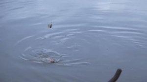 Ловля форели на фидер.