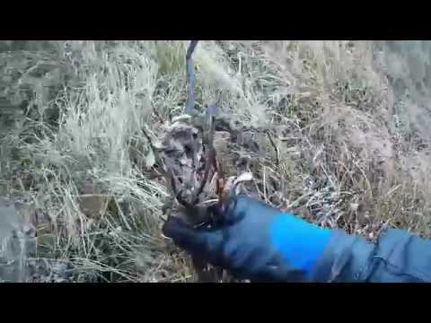 Заготавливаю корни сабельника на болоте. смотреть онлайн