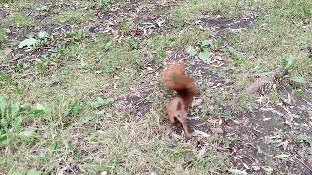 Белка делает запасы. Squirrel Stocks Up #squirrel #белка
