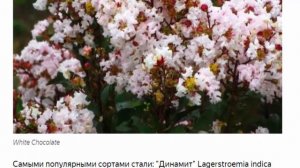 Лагерстремия или индийская сирень -- пожар цветения в саду.