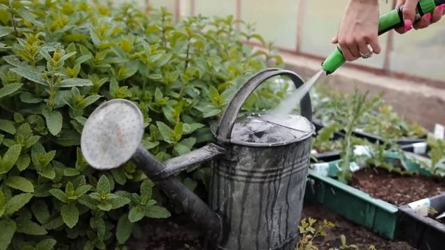 Анимационные Короткометражки