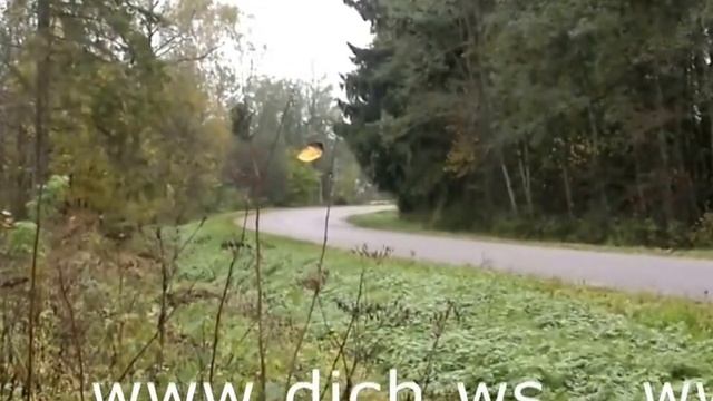 Кабан, мясо дикого кабана в Екатеринбурге. Опт и розница - www.dich.ws смотреть онлайн