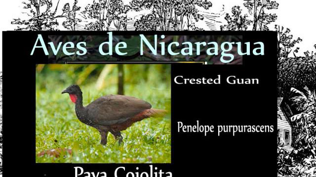 Pava Crestada - Penelope purpurascens - Aves de Nicaragua manfut смотреть онлайн
