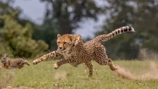 Умирающий гепард молил о помощи. Но посмотрите, что сделали люди. Вы не сдержите слез! смотреть онлайн