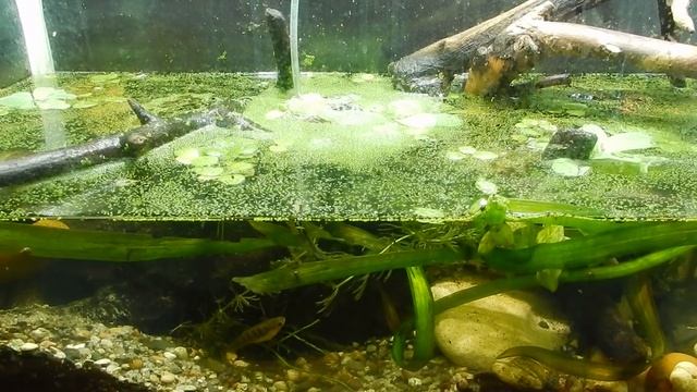 Как кушает краб. смотреть онлайн