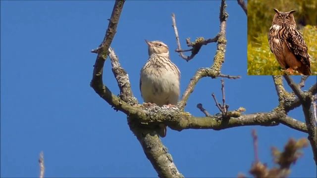 Юла - Lullula Arborea