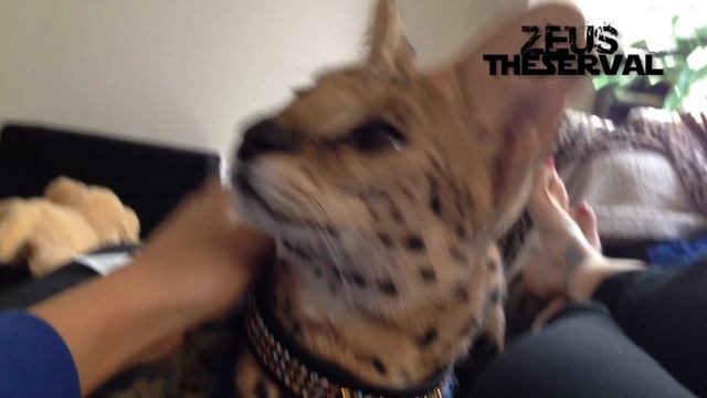 The Most Adorable Pet Cat - Serval