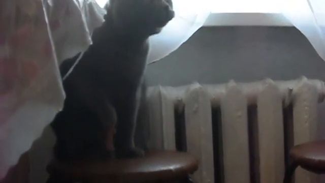 Кот ест мясо используя лапу как вилку смотреть онлайн