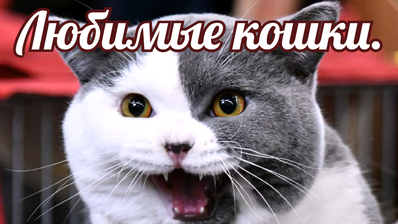 Такие непредсказуемые домашние кошки. смотреть онлайн