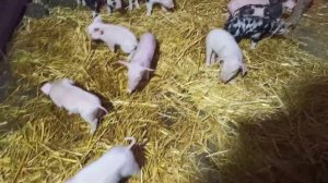 Зачем поросятам делать инъекции железа// Железодефицитная анемия у поросят// Железо поросятам//