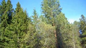 А белый лебедь на пруду...