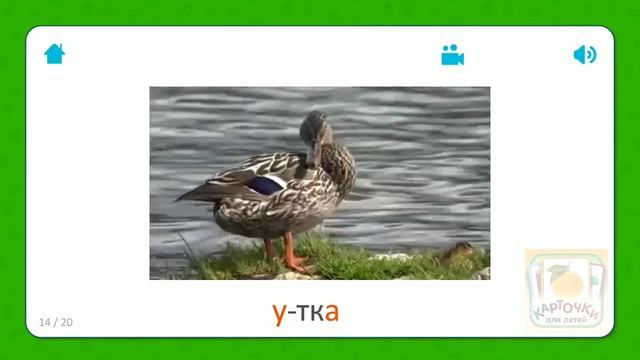 Утка - Карточки Для Детей - Домашние Животные - Карточки Домана смотреть онлайн