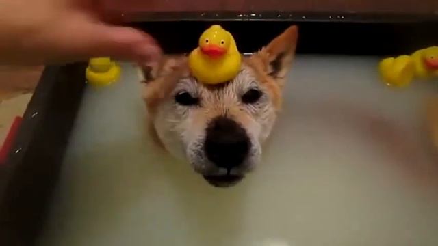 Песик купается в ванной с уточкамию смотреть онлайн