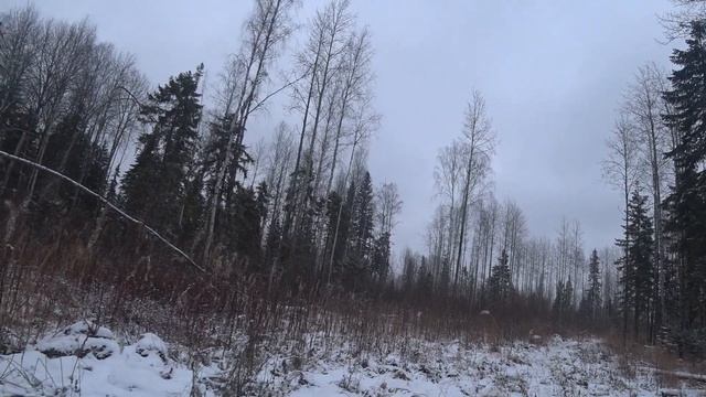 Охота на зайца.Взял двух собак и погнался за зайцем... смотреть онлайн