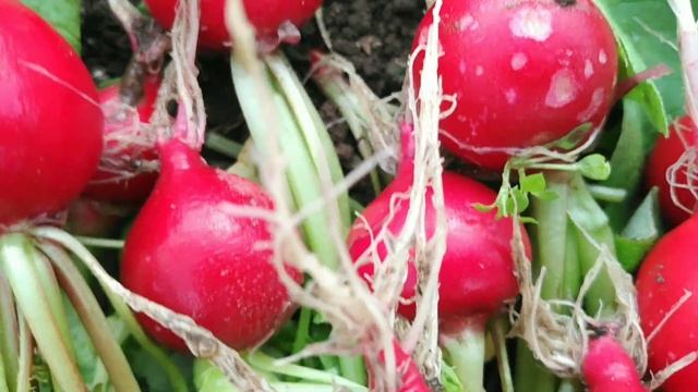 Утилизация пластиковых панелей.Мини-парник для гладиолусов. Новые вредители огорода. смотреть онлайн