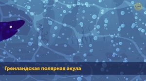 Мегалодон и синий кит: кто из них больше?