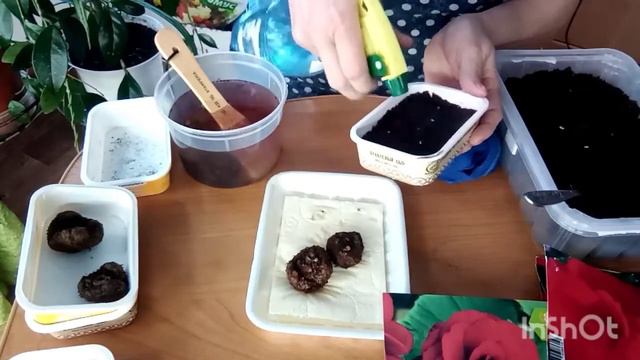 Клубни бегоний из магазина. Начинаем будить. смотреть онлайн