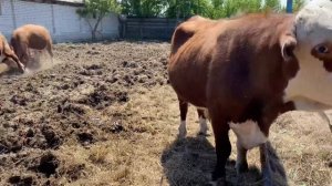 БОЙ БЫКОВ ГЕРЕФОРДОВ