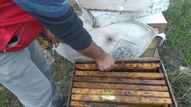 ARICILIK. MUM GÜVESİ VE FORMİK ASİT. (Mum Güvesine Karşı Formik Asit Uyguladık.) смотреть онлайн