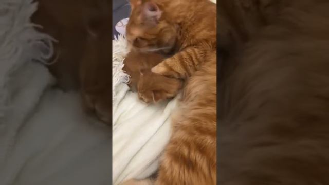 #Мейн-кун Лёвка и #котята Заботливый папа #Daddy cat washes #kittens смотреть онлайн