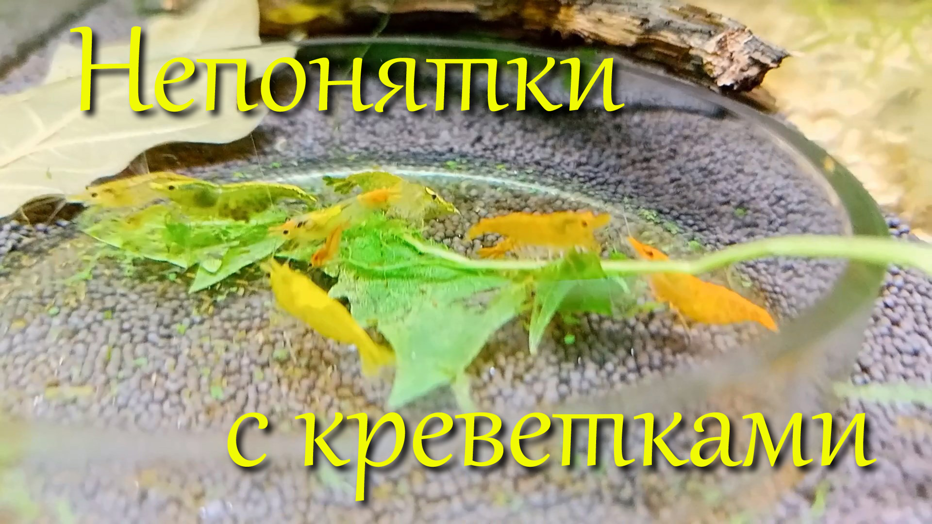 Непонятки с креветками неокаридинами - меняют цвет, сидят на коряжках после подмены воды смотреть онлайн
