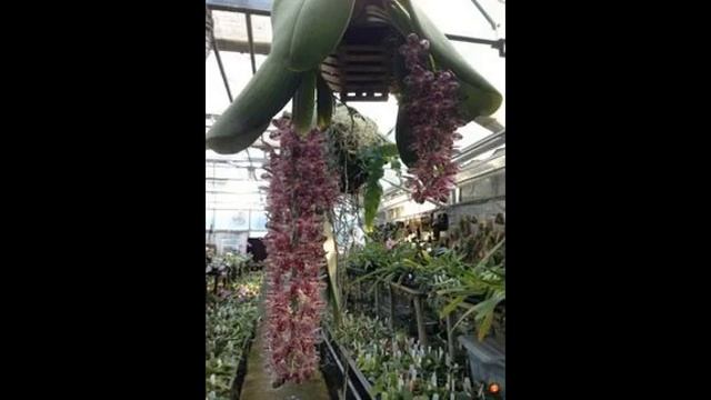 Fotos da Phalaenopsis Gigantea É uma espécie de Phalaenospsis com folhas grandes! смотреть онлайн